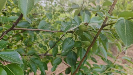 Young Pear Fruit Growing on Lush Green Branch, Close-Up View