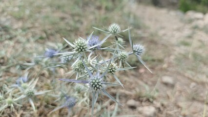 Sea Holly Wildflower Cluster, Soft Focus, Serene Natural Background,  Delicate Thistle Blooms,  Rustic Outdoor Setting.