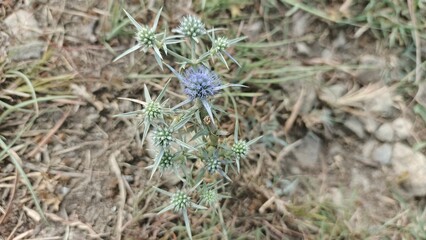 Sea Holly Wildflower in Bloom: Serene, Detailed Close-Up Photography