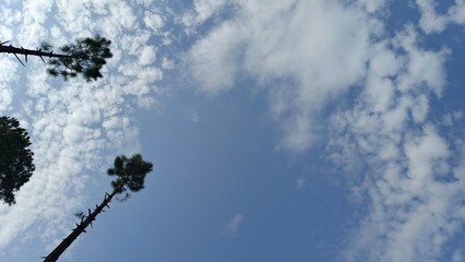 Serene Blue Sky with Silhouetted Pine Trees, Low Angle View, Peaceful Mood