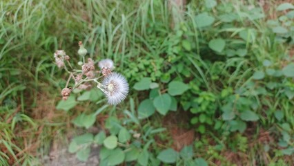 Serene White Seedhead in Lush Green Meadow; Peaceful Nature Stock Photo