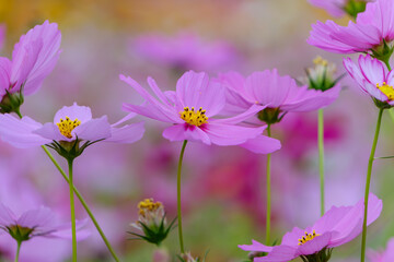 Fototapeta premium 淡いピンクのコスモスが咲く秋の花畑