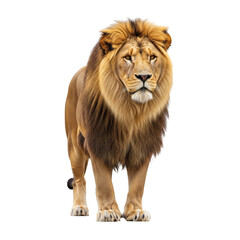Majestic lion with a flowing mane stands powerfully against a stark dark backdrop, showcasing its strength and beauty, a symbol of wildlife and the king of the jungle.