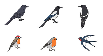 Vector illustration of various bird species including crow, magpie, robin and swallow identification guide