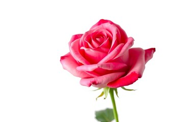 Fototapeta premium A single, perfectly preserved rose, blossoms fully open, against a stark white background, Valentine's Day, white rose