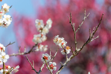 白梅と紅梅が彩る早春の枝先