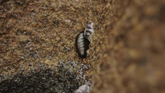Slow motion Chitons on a rock closeup