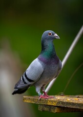 Close-up of a Vibrant Columba livia Perched
