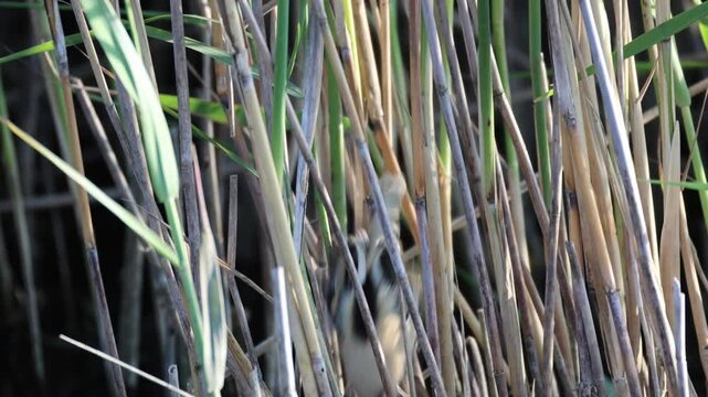 A Bearded Reedling chick sits on a dry reed stem, searching for insects on a summer evening.