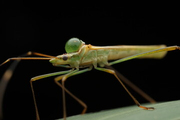 A close-up photograph of a Pale Green Assassin Bug (Zelus luridus) from the family Reduviidae, known for its predatory behavior. Insect in the image has its own eggs attached to its back, 