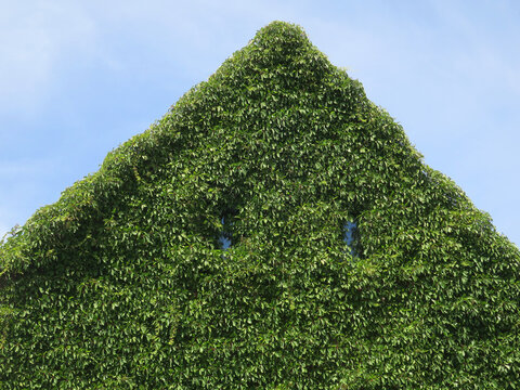 roof and facade of a house covered with ivy