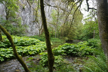 Fototapeta premium Scenic riverbank with lush plants and rocky cliffside in Woodland Valley, The Peak District, England.