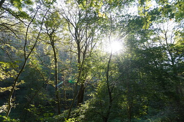 Sunlight filters through dense woodland trees in The Peak District, England, creating a tranquil...