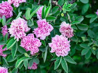Rosa majalis Foecundissima, Double Cinnamon Old Rose shrub blooming in June with pink pom-pom-like...