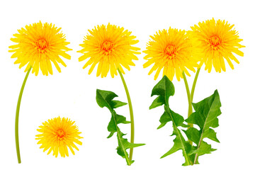 blowball set. object. yellow dandelion flowers isolated on white background. flowering plant.