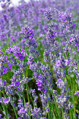 Lush lavender field in full bloom with vibrant purple hues and tall green stems. The dense floral sea creates a dreamy, aromatic atmosphere perfect for nature and wellness themes.