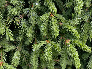 Young branches of fir covered with needles with drops of water after rain. Natural floral spruce...