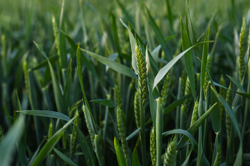 Green ear of wheat in the field