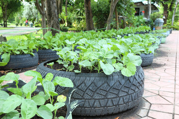 Using used tires to grow vegetables in public park,Organic vegetable