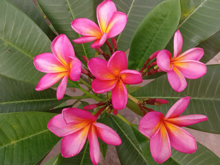 Fototapeta premium pink frangipani flowers