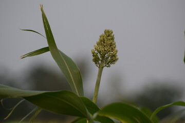 Millet plant in field, A beautiful picture of maize in the countryside of Pakistan,Biofuel and new boom Food, Sorghum Plantation industry. Field of Sweet Sorghum stalk and seeds. Millet field.