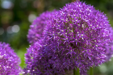Fioletowe kwiatostany ozdobnego czosnku (Allium species) ozdobione diamentami wiosennych kropel deszczu. Fioletowe kwiatostany w kształcie kuli pokryte są małymi, błyszczącymi kroplami wody. 
