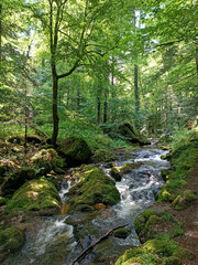 Scenic view of a forest stream flowing over moss-covered rocks under a lush green canopy. Peaceful...
