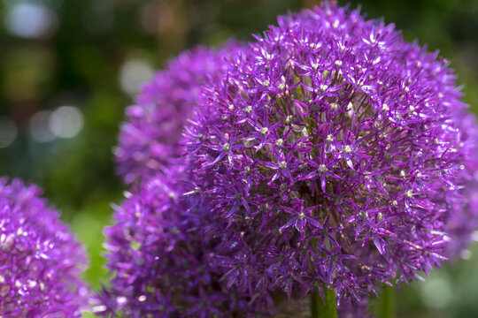 Fioletowe kwiatostany ozdobnego czosnku (Allium species) ozdobione diamentami wiosennych kropel deszczu. Fioletowe kwiatostany w kształcie kuli pokryte są małymi, błyszczącymi kroplami wody. 