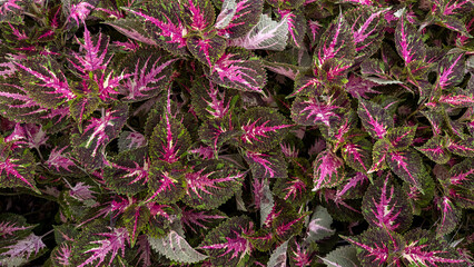 This close-up features vibrant Coleus leaves, showcasing a striking pattern of deep purple,...