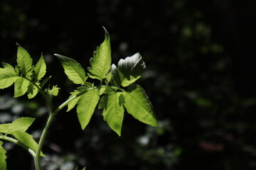 Leaf and Branch in Harmony, A Glimpse of Nature, Wildlife, and Flowering Life