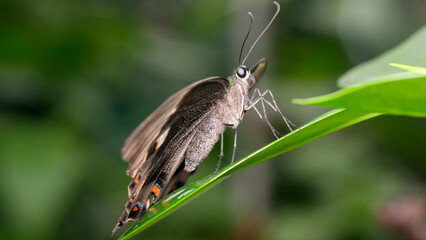 Butterfly resting on a bright green leaf in nature