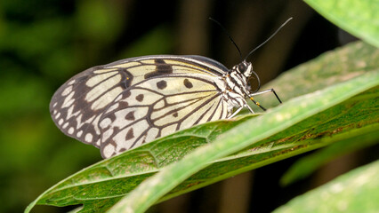Delicate butterfly perched on vibrant green leaves in nature's embrace
