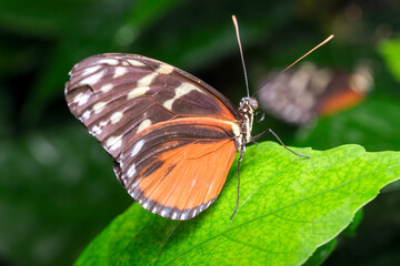 Butterfly resting on green leaf in a vibrant natural habitat