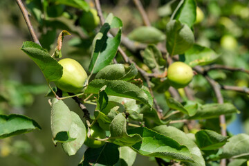 Fresh green apples growing on branches in a sunny orchard