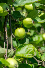 Green apples ripening on branches in a sunlit orchard