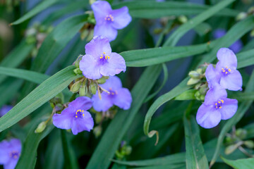 Delicate purple flowers bloom among green leaves in springtime garden