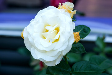 White rose blooms gracefully in a sunny garden landscape