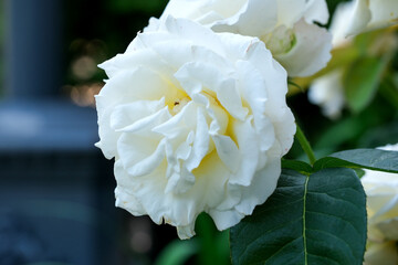 Blooming white rose captures delicate beauty during sunny spring day