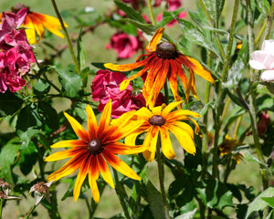 Vibrant blooms in a sunny garden filled with colorful flowers