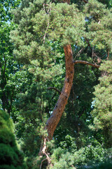 Majestic tree stands tall under the bright summer sun