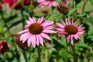 Vibrant pink flowers bloom under the summer sun in a lush garden