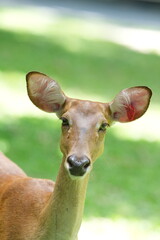 Gazelle, a deer species, lives in zoos in Thailand.