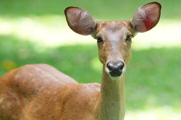 Gazelle, a deer species, lives in zoos in Thailand.