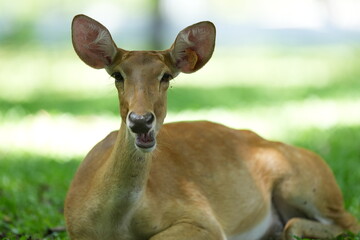 Gazelle, a deer species, lives in zoos in Thailand.