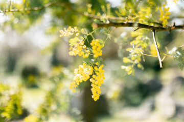 yellow flowers in spring