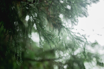 rain in the forest