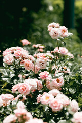 bouquet of roses