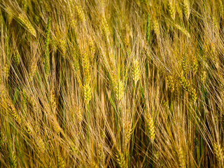 Individual ears in a barley field