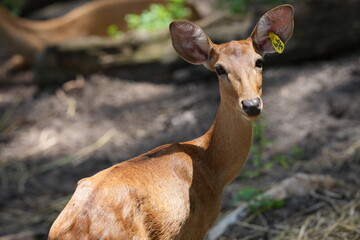 Gazelle, a deer species, lives in zoos in Thailand.