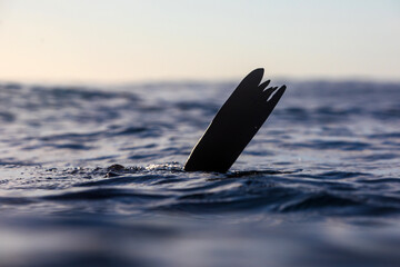 A sea level portrait playful seal lifting it's fin above the ocean's surface while swimming over a...